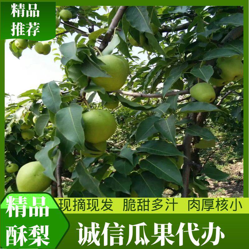 《产地现发》陕西酥梨蒲城酥梨早酥梨大量上市果面干净对接全国