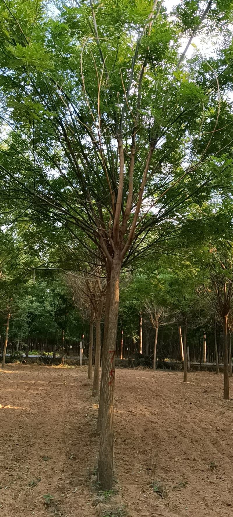 基地直发各规南栾北栾，苗圃货源量大，欢迎前来选购