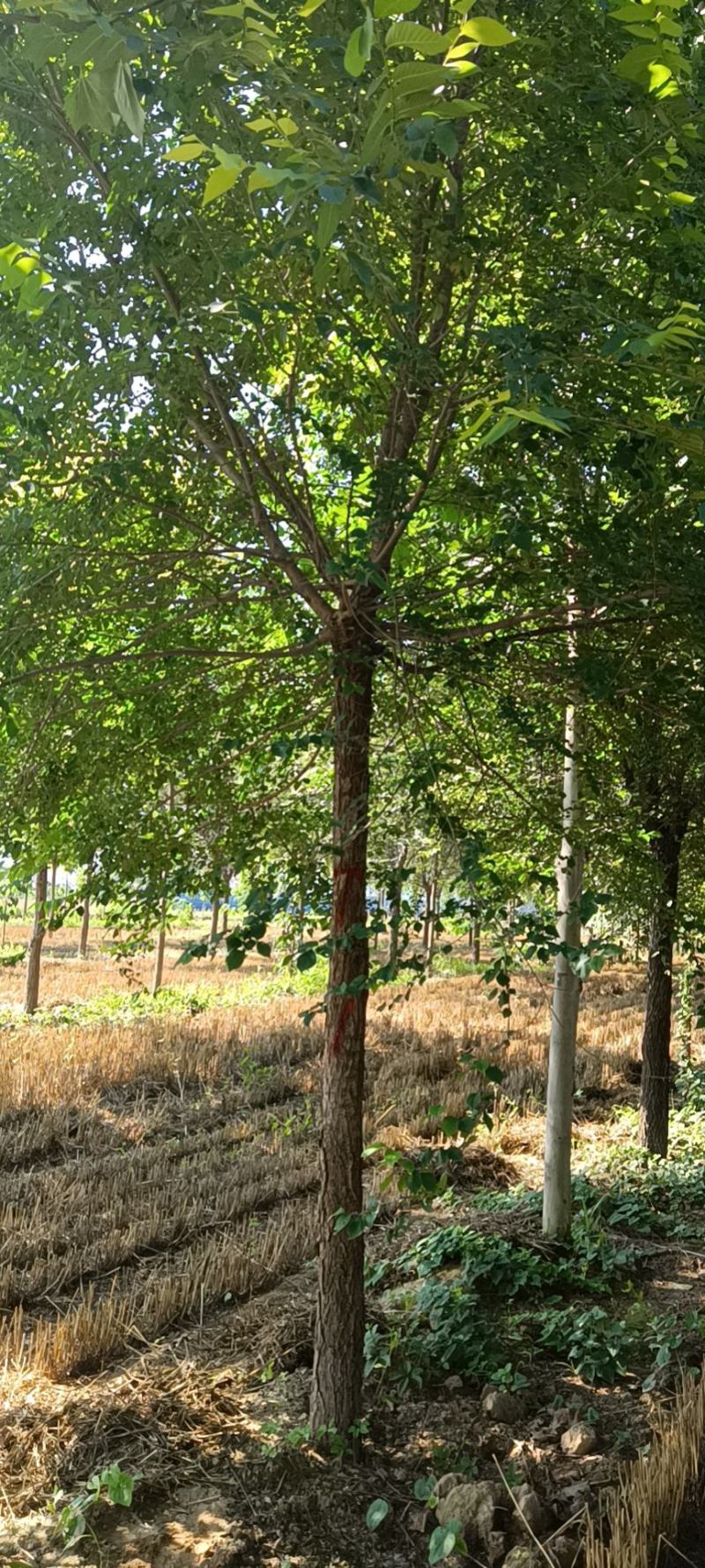 基地直发各规南栾北栾，苗圃货源量大，欢迎前来选购