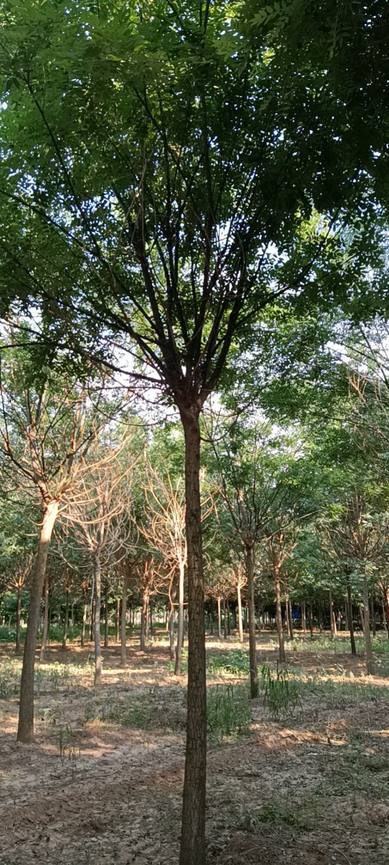 国槐基地，10—18公分大苗圃货源，棵棵精品，地头装车