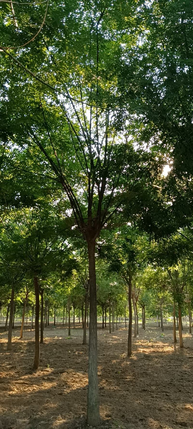 国槐基地，10—18公分大苗圃货源，棵棵精品，地头装车