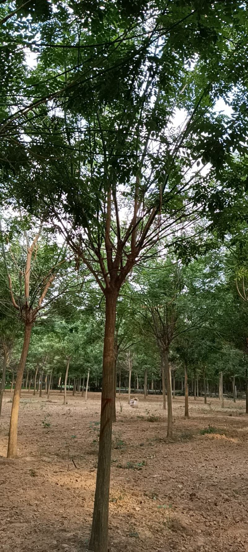 国槐基地，10—18公分大苗圃货源，棵棵精品，地头装车