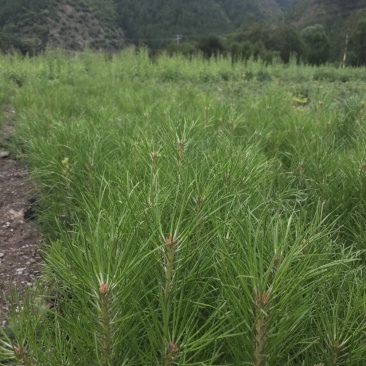 各类云杉、油松小苗，工程苗，数量有限先到先得哦……