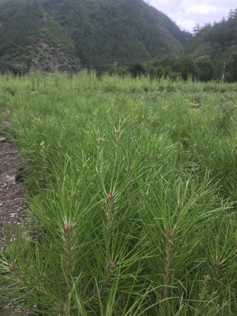 各类云杉、油松小苗，工程苗，数量有限先到先得哦……