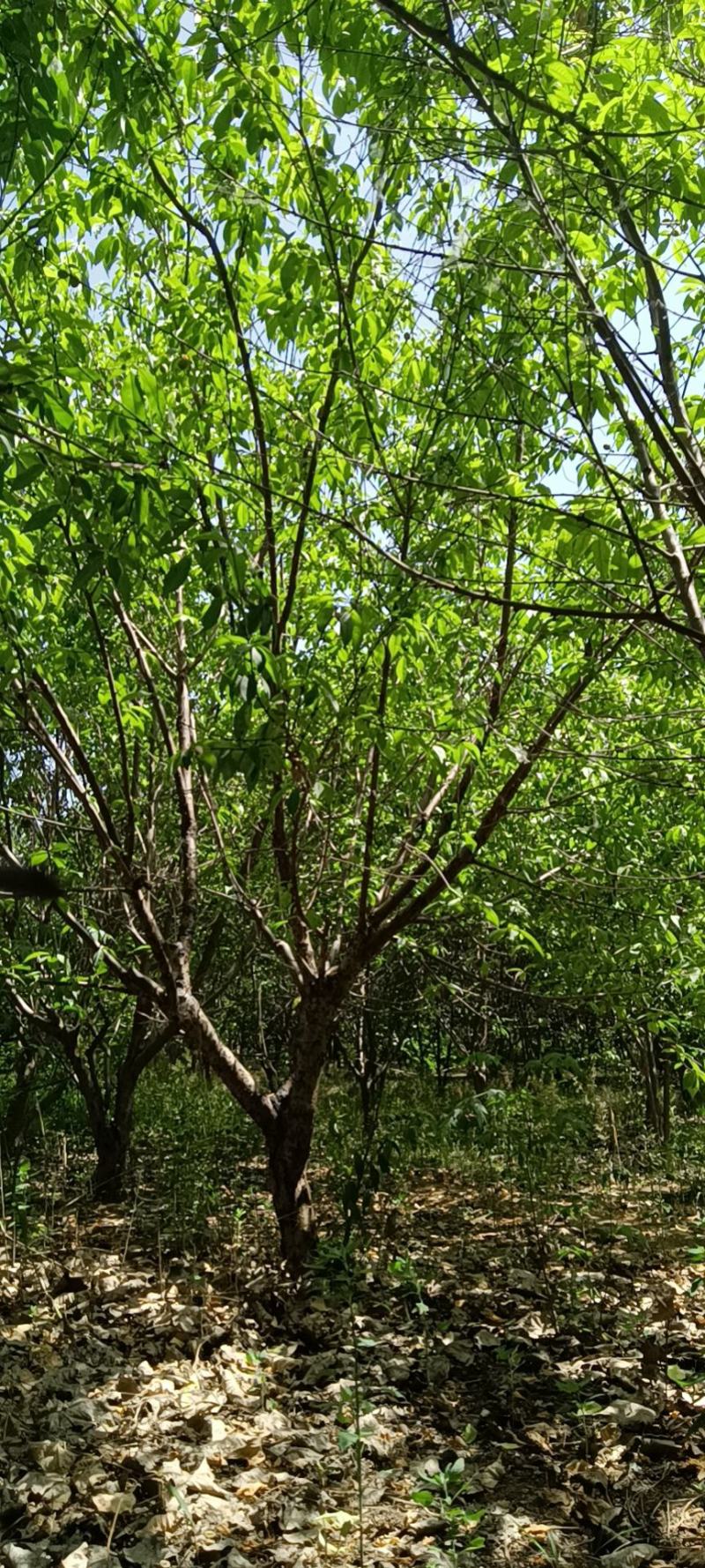 青叶碧桃基地，棵棵精品，大苗圃货源，地头装车