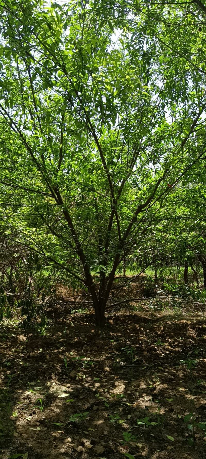 青叶碧桃基地，棵棵精品，大苗圃货源，地头装车