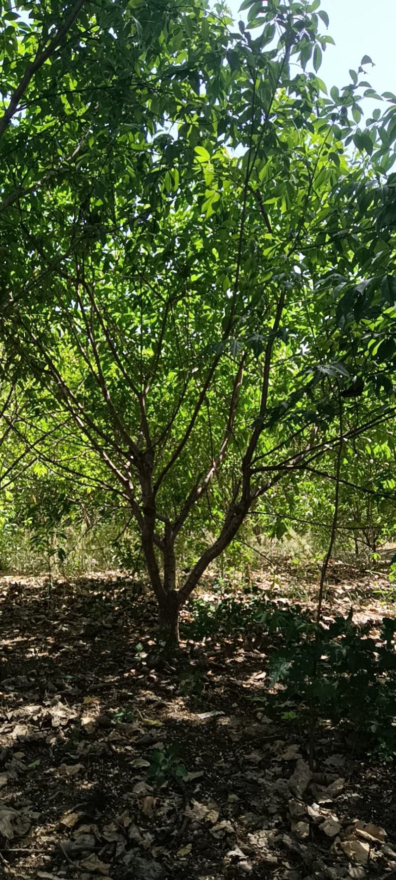 青叶碧桃基地，棵棵精品，大苗圃货源，地头装车