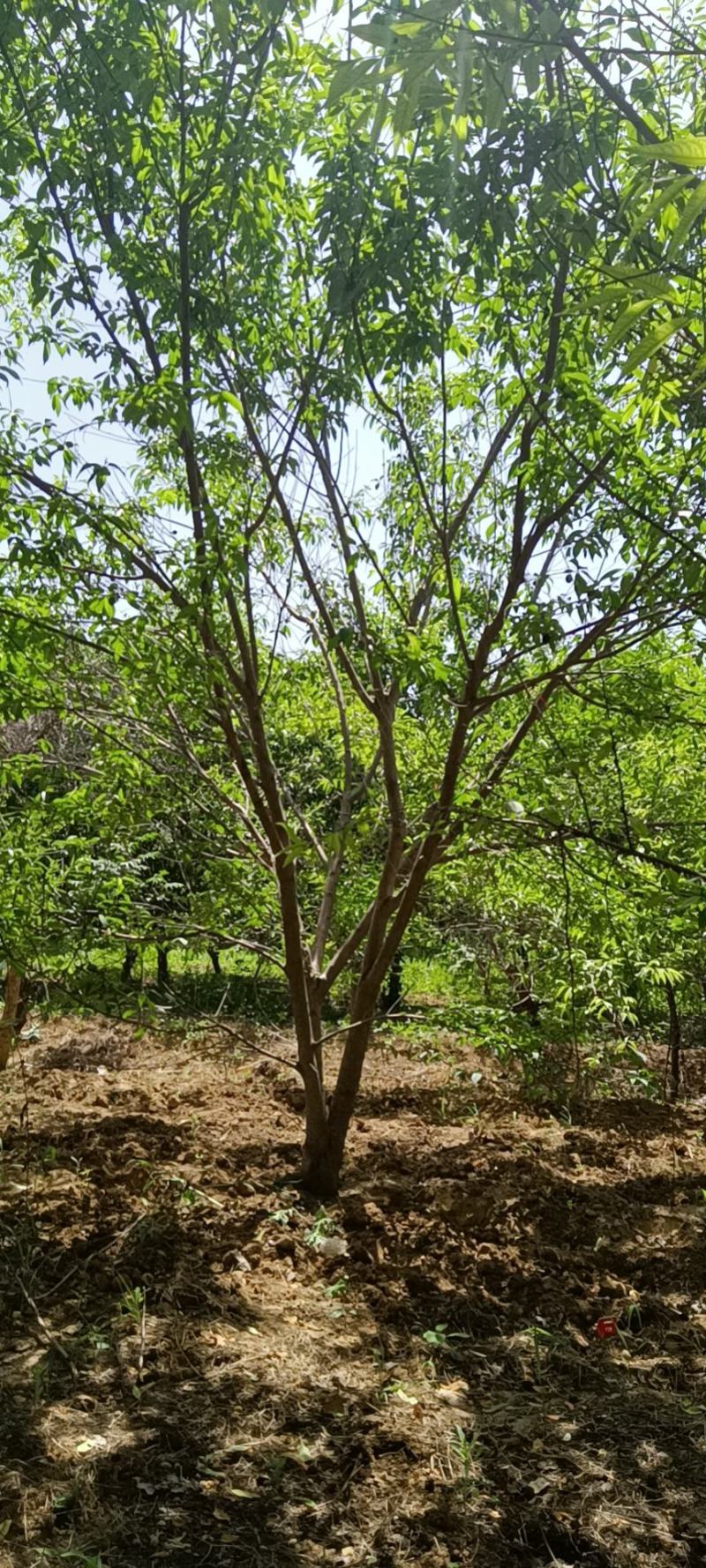 青叶碧桃基地，棵棵精品，大苗圃货源，地头装车