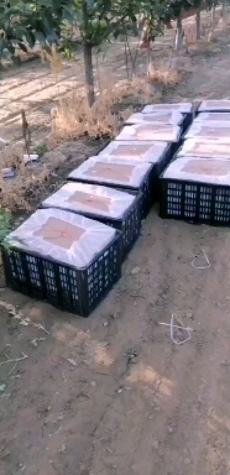 新梨七