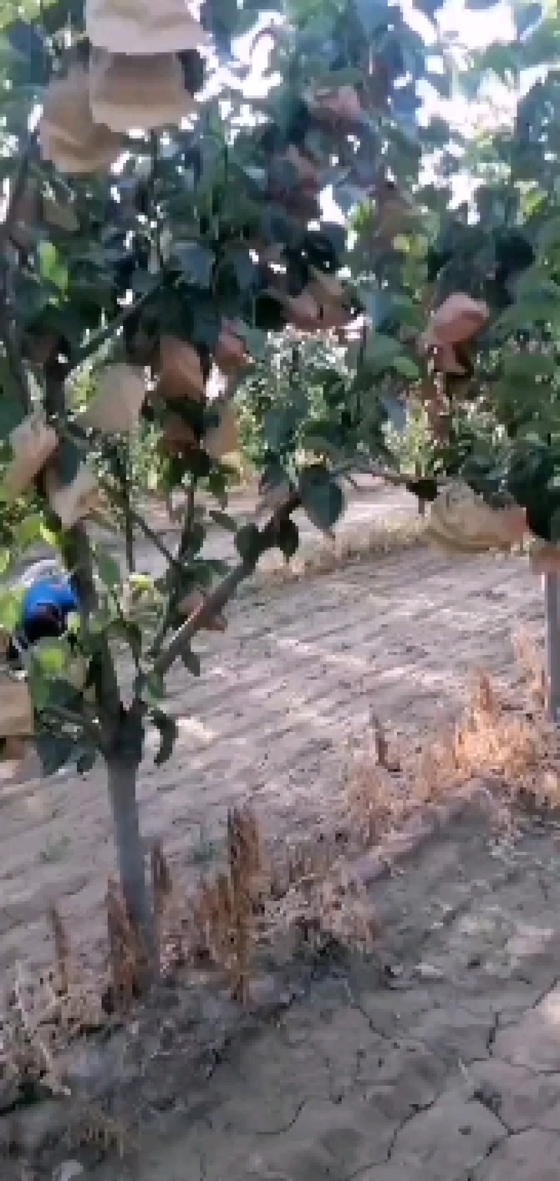 新梨七