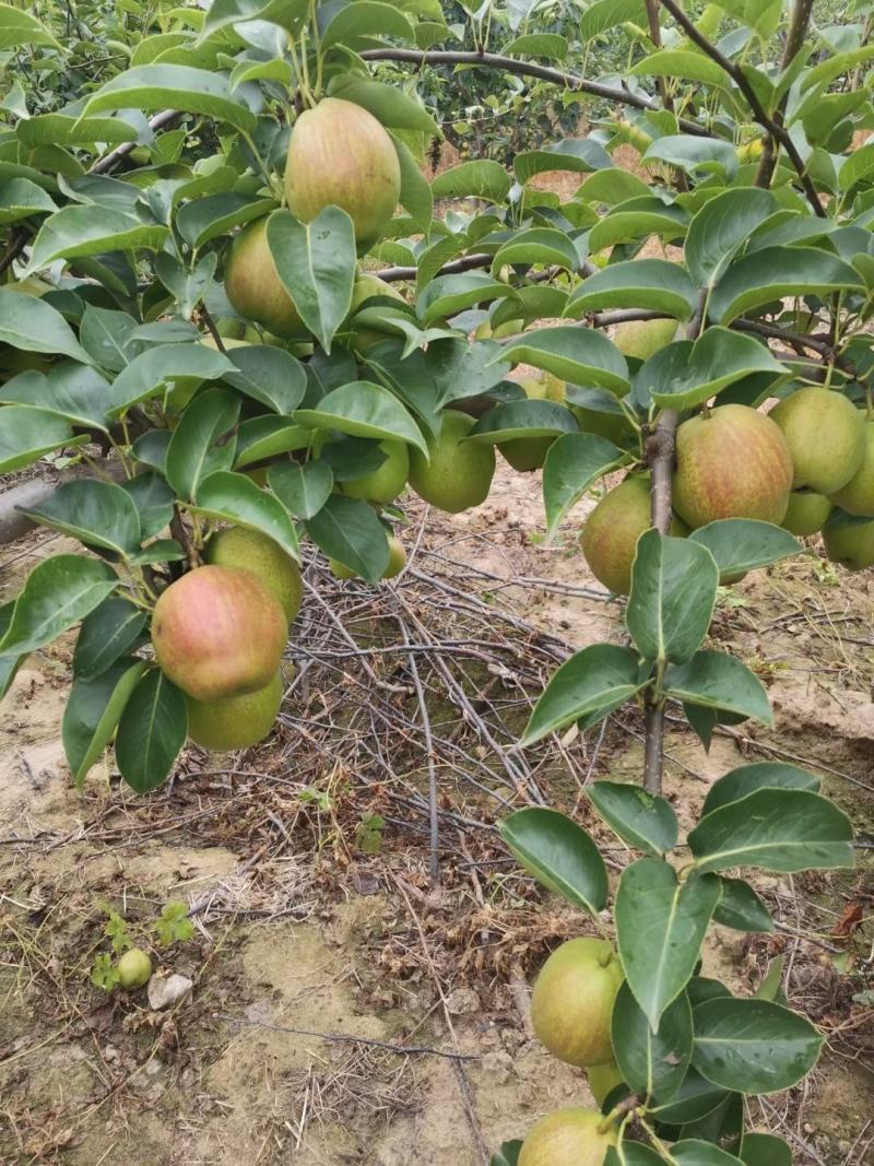 新梨七