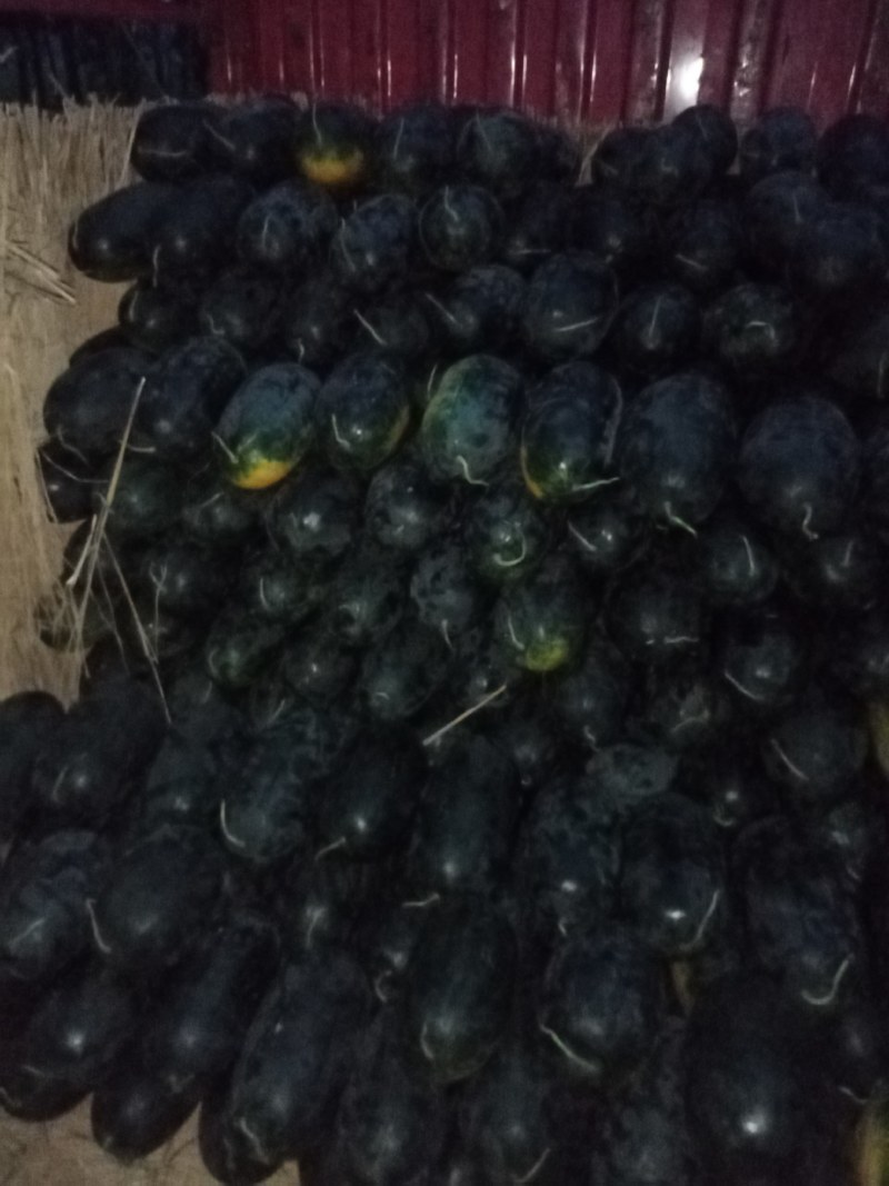 黑美人精品货源欢迎欢迎选购量大从优