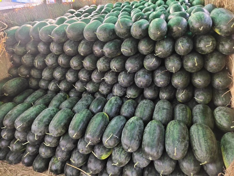 黑美人精品货源欢迎欢迎选购量大从优