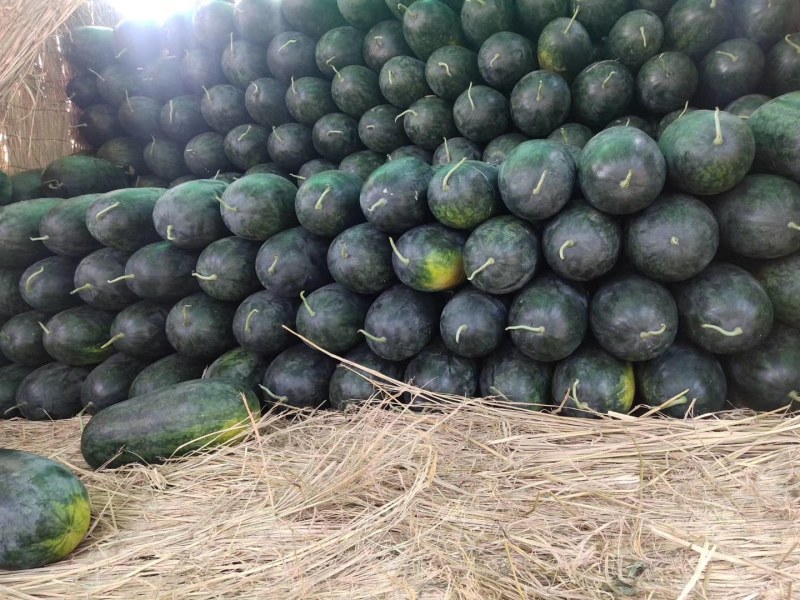 黑美人精品货源欢迎欢迎选购量大从优