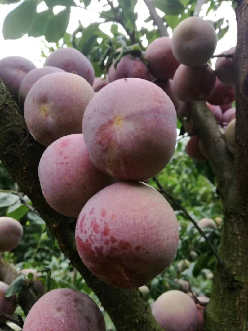 永安芙蓉李