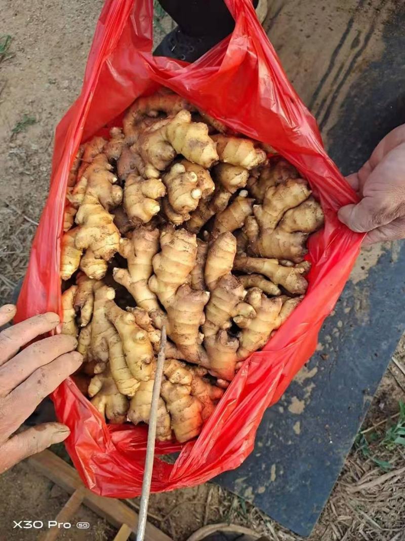 精品生姜小黄姜产地直销一手货源质量保证价格便宜全国发货