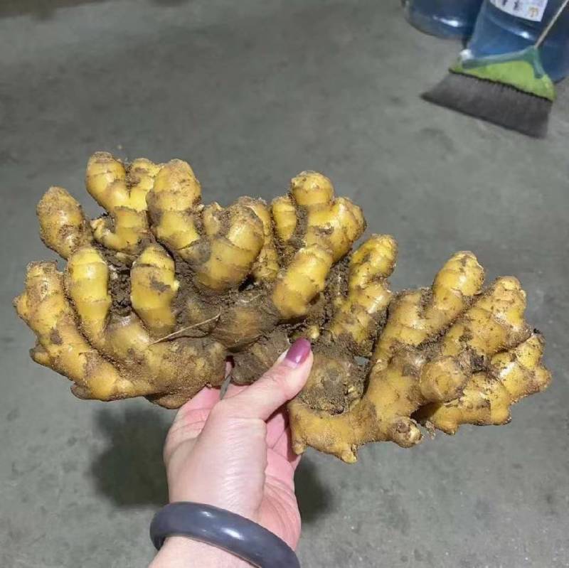 精品生姜小黄姜产地直销一手货源质量保证价格便宜全国发货