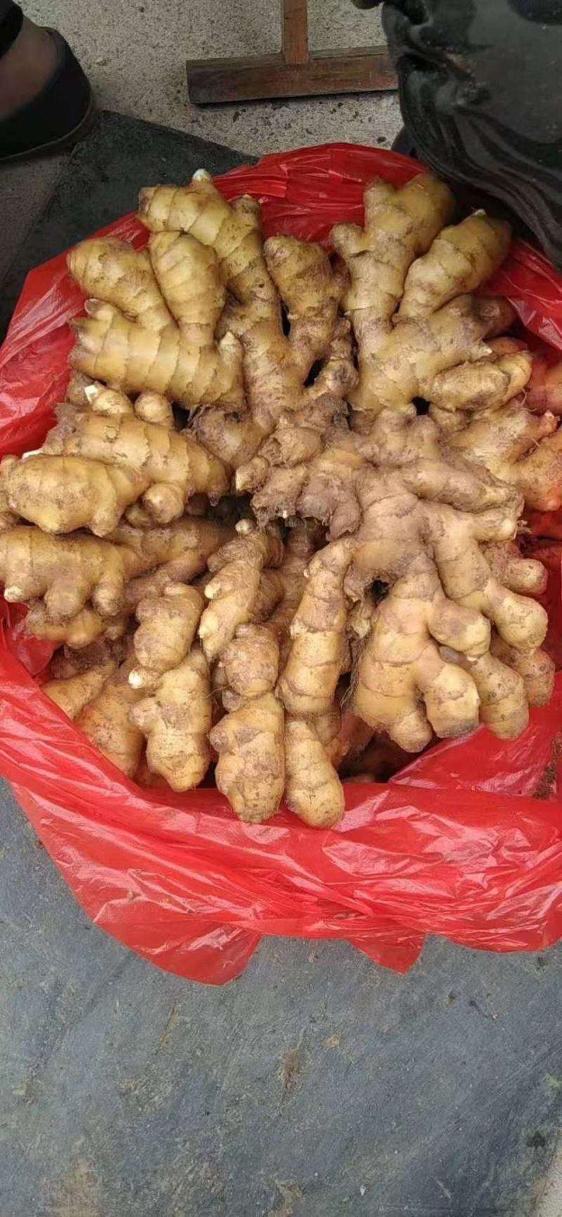 精品生姜小黄姜产地直销一手货源质量保证价格便宜全国发货