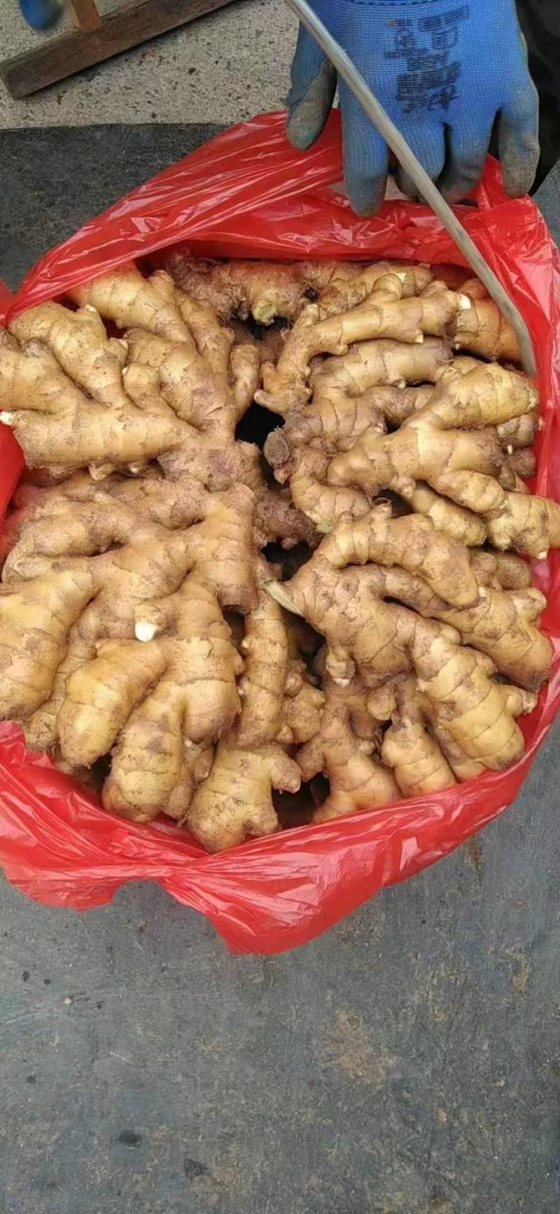 精品生姜小黄姜产地直销一手货源质量保证价格便宜全国发货