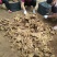 精品生姜小黄姜产地直销一手货源质量保证价格便宜全国发货
