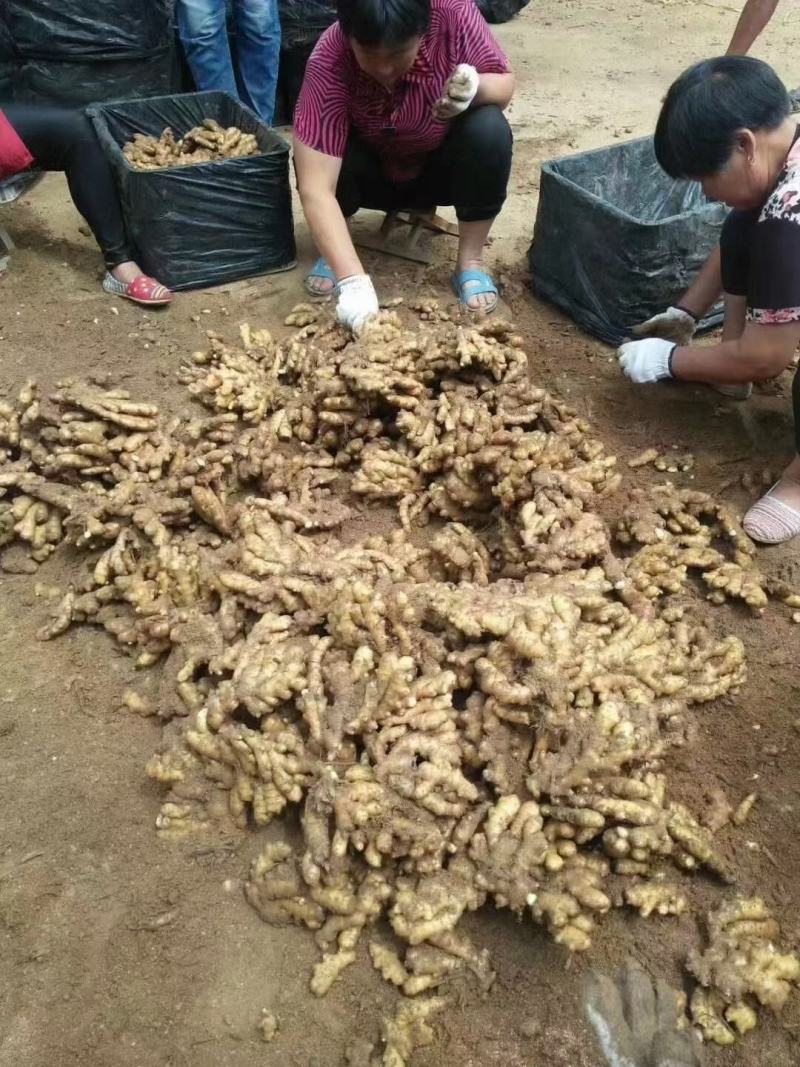 精品生姜小黄姜产地直销一手货源质量保证价格便宜全国发货