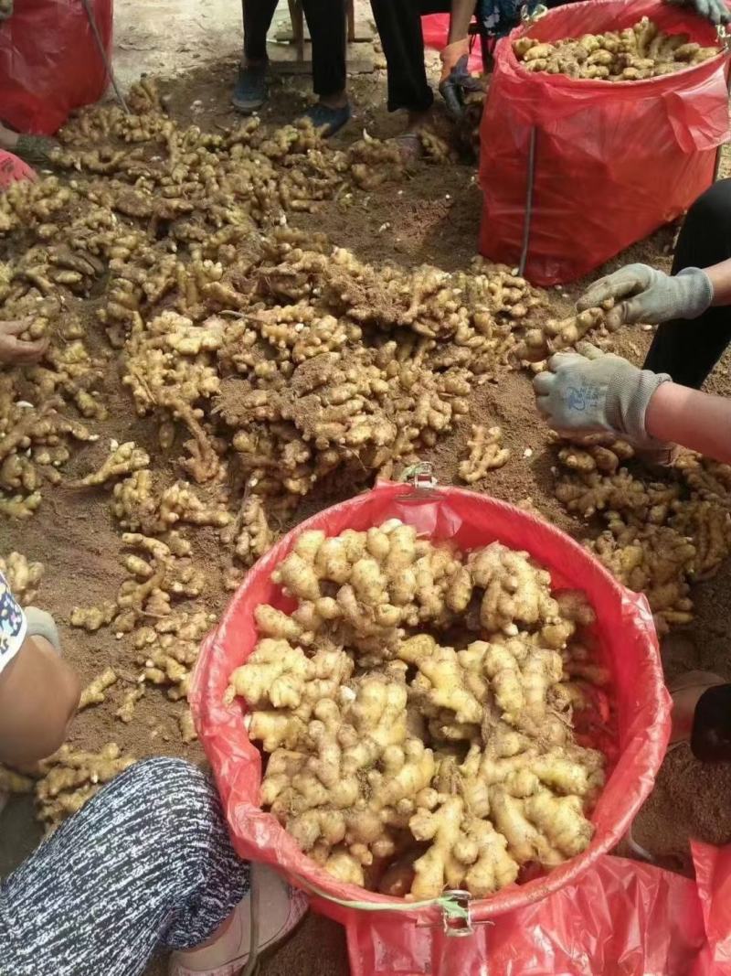 精品生姜小黄姜产地直销一手货源质量保证价格便宜全国发货