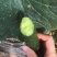 密刺油亮青心精品黄瓜！产地直销货量充足欢迎来电
