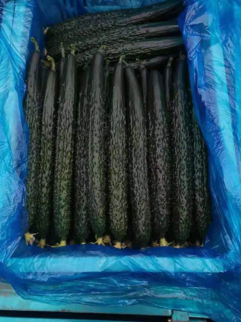 密刺油亮青心精品黄瓜！产地直销货量充足欢迎来电