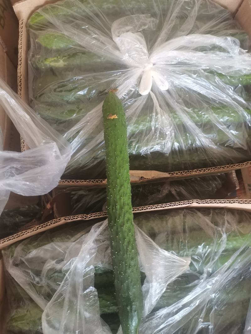 密刺油亮青心精品黄瓜！产地直销货量充足欢迎来电