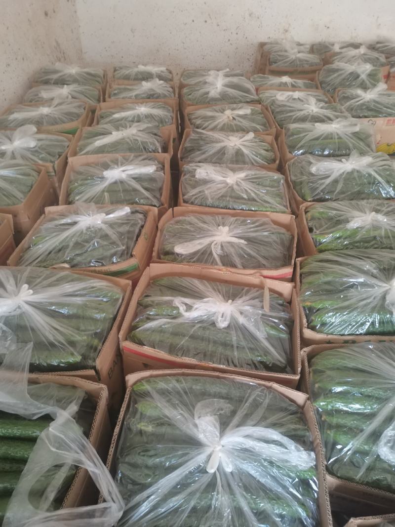 密刺油亮青心精品黄瓜！产地直销货量充足欢迎来电