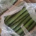 密刺油亮青心精品黄瓜！产地直销货量充足欢迎来电