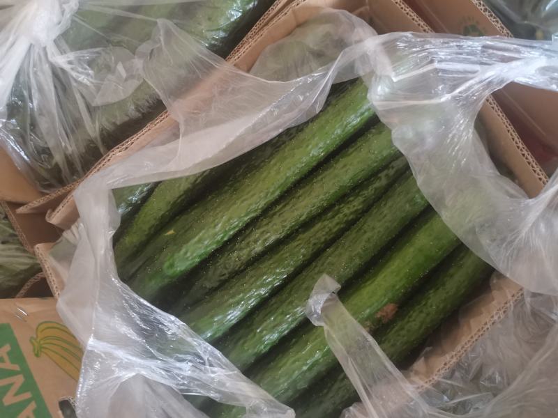密刺油亮青心精品黄瓜！产地直销货量充足欢迎来电