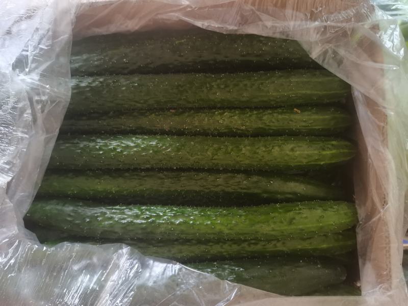 密刺油亮青心精品黄瓜！产地直销货量充足欢迎来电