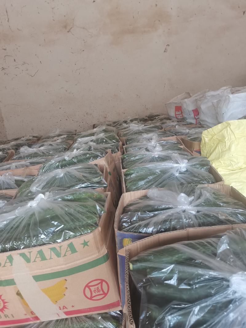 密刺油亮青心精品黄瓜！产地直销货量充足欢迎来电