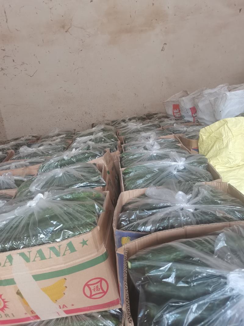 密刺油亮青心精品黄瓜！产地直销货量充足欢迎来电