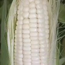 山西加工厂货大量糯玉米上市欢迎各位老板订购可发全国各地