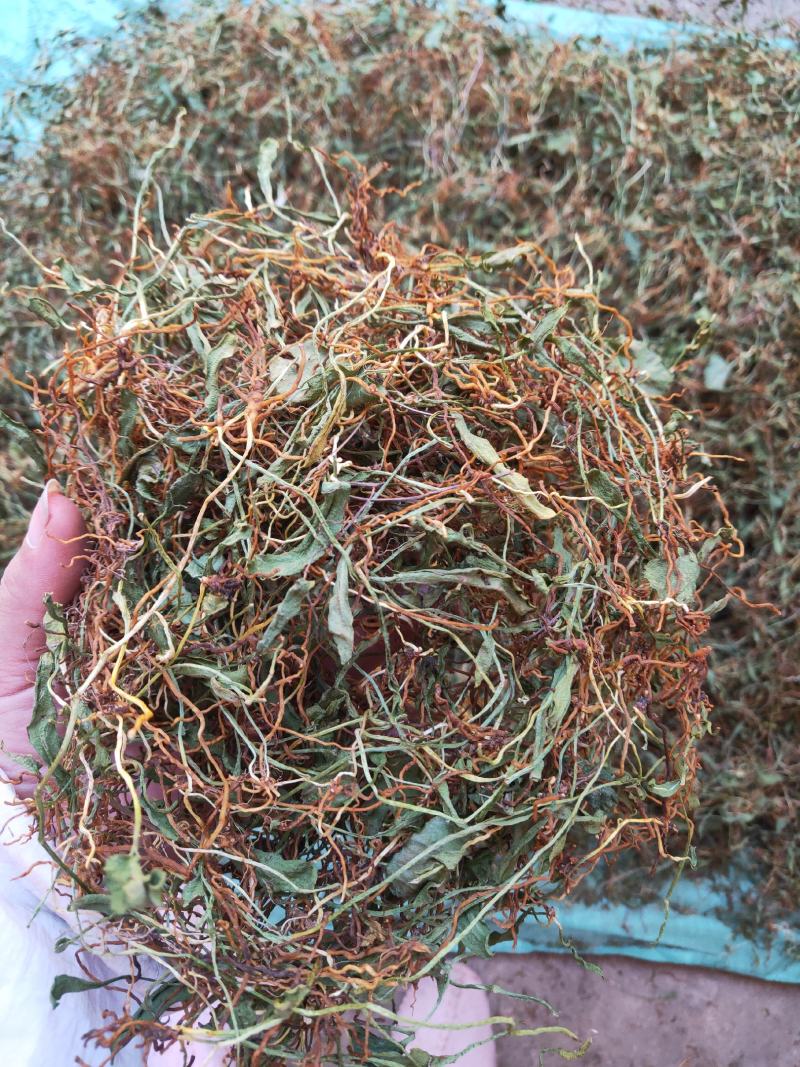 一支箭瓶儿草水洗干货