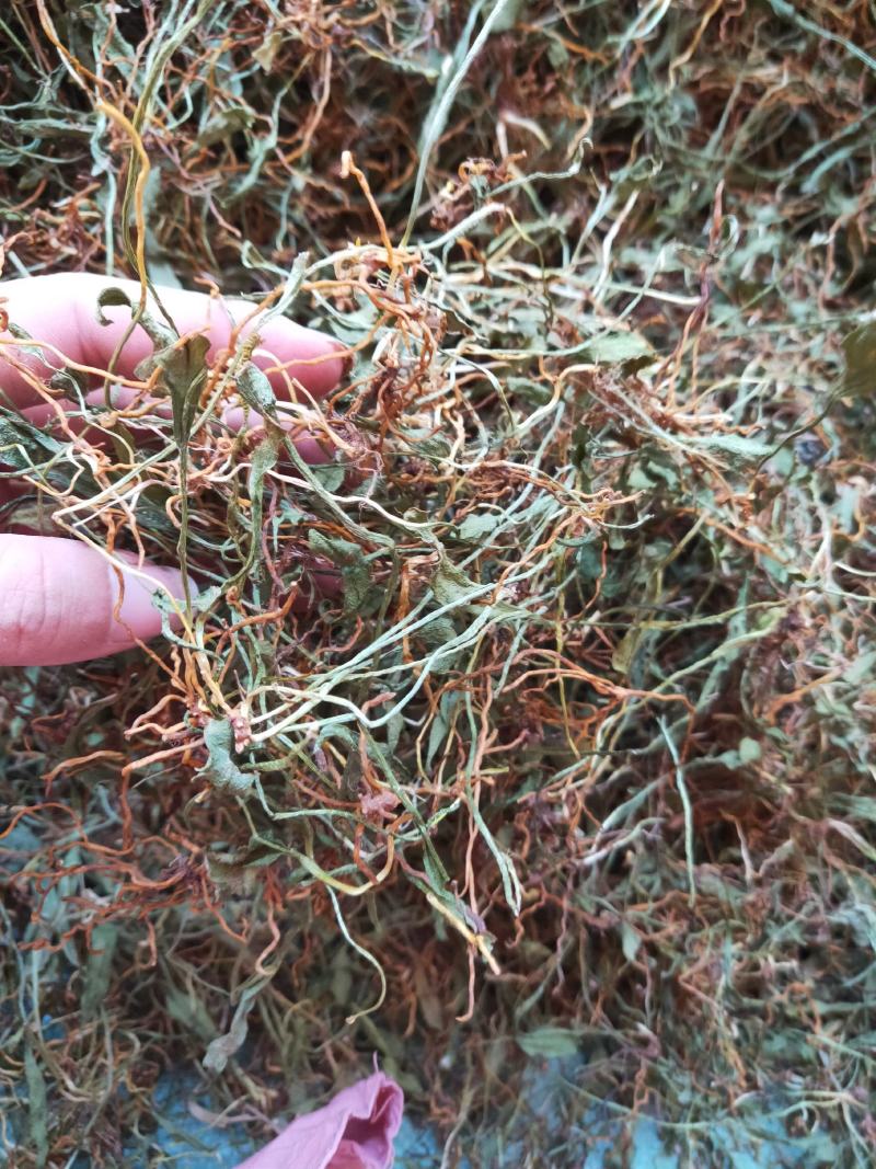 一支箭瓶儿草水洗干货