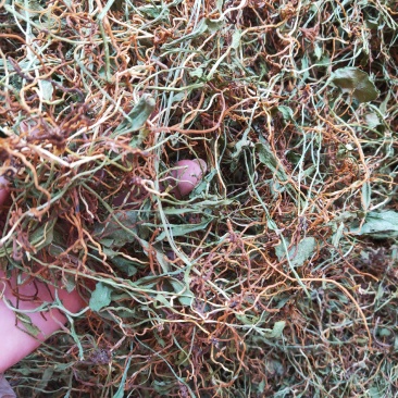 一支箭瓶儿草水洗干货