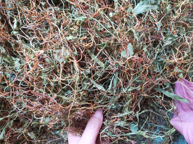 一支箭瓶儿草水洗干货