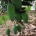 攀枝花自家大椰香芒果（攀研二号）