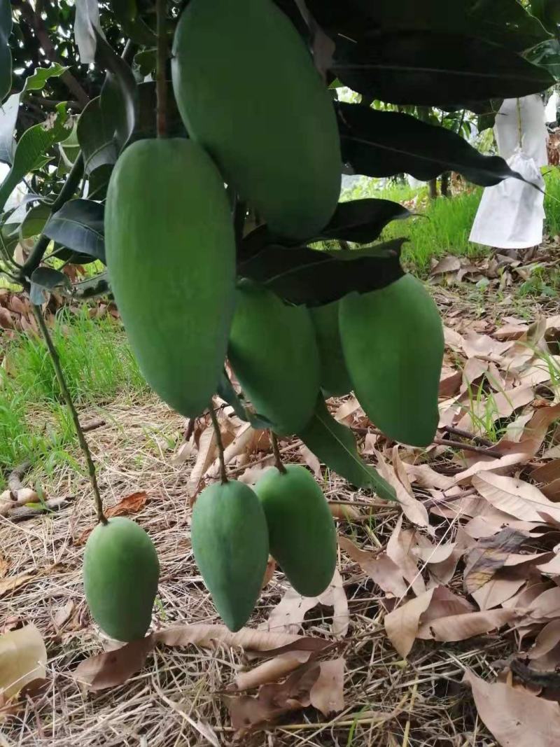 攀枝花自家大椰香芒果（攀研二号）