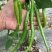 线椒青皮辣椒线椒大量15~30厘米青中辣量最大从优，