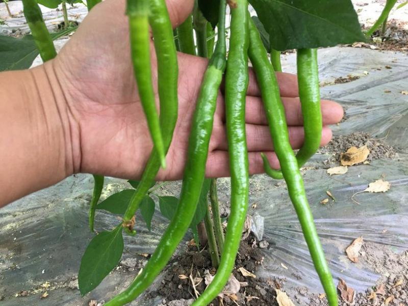 线椒青皮辣椒线椒大量15~30厘米青中辣量最大从优，