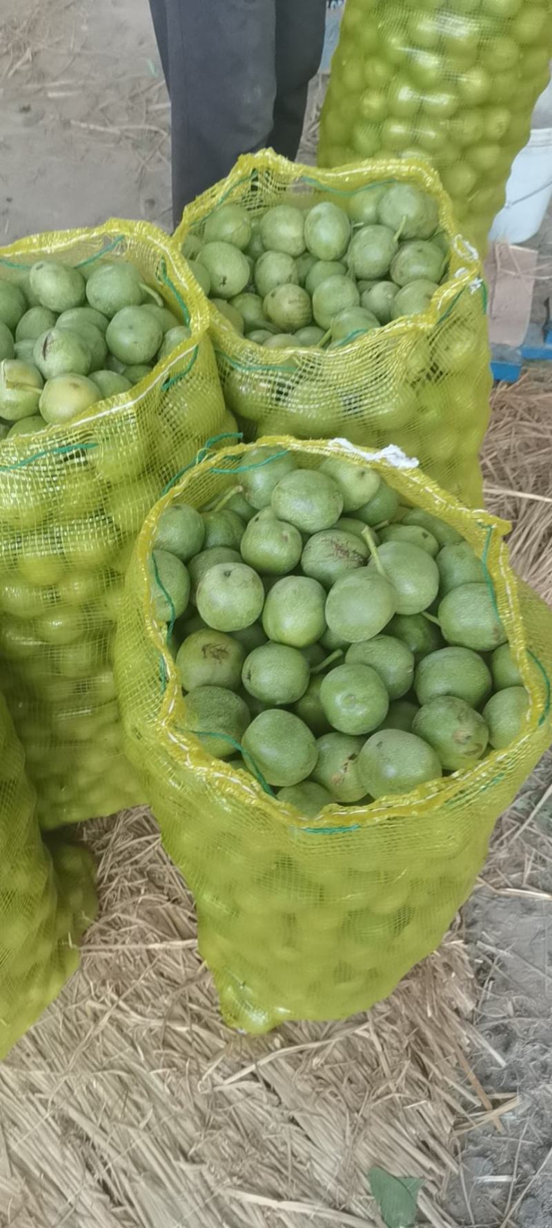 核桃【推荐】金博丰礼品2号青皮核桃特大丰产地直销现摘现