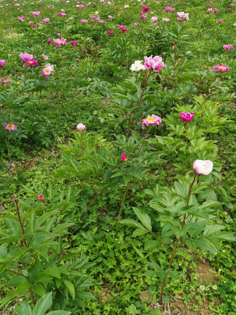 大量赤芍出售，基地直售