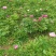 大量赤芍出售，基地直售