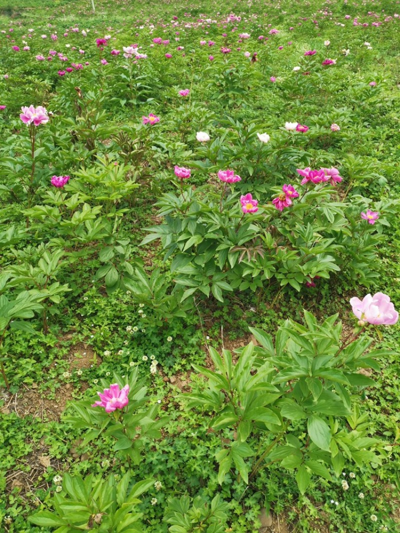 大量赤芍出售，基地直售