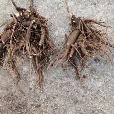 大量赤芍出售，基地直售