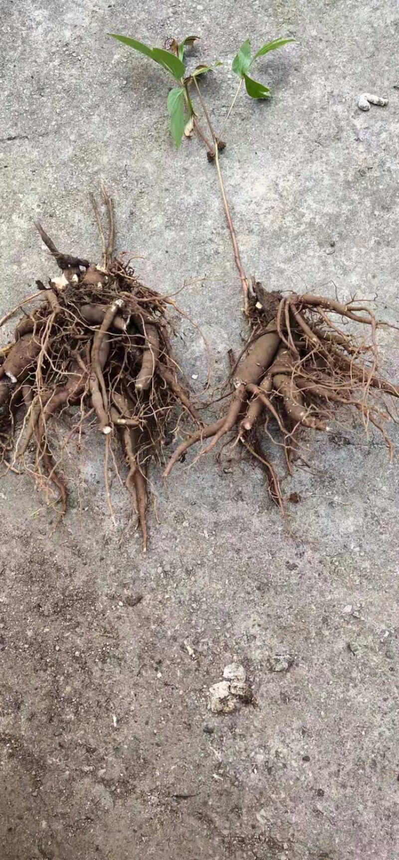 大量赤芍出售，基地直售
